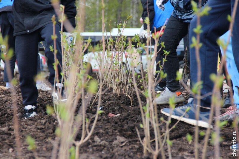    На Архангельской, 9 Б сегодня провели акцию "Сирень Победы": в честь 79-й годовщины со Дня Победы у управы № 26 высадили 79 саженцев венгерской сирени.