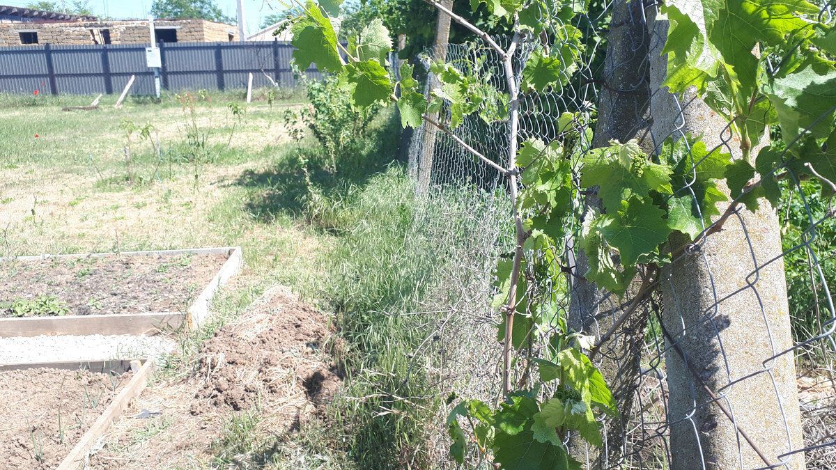 Общий с соседями забор рабица по одной стороне участка.