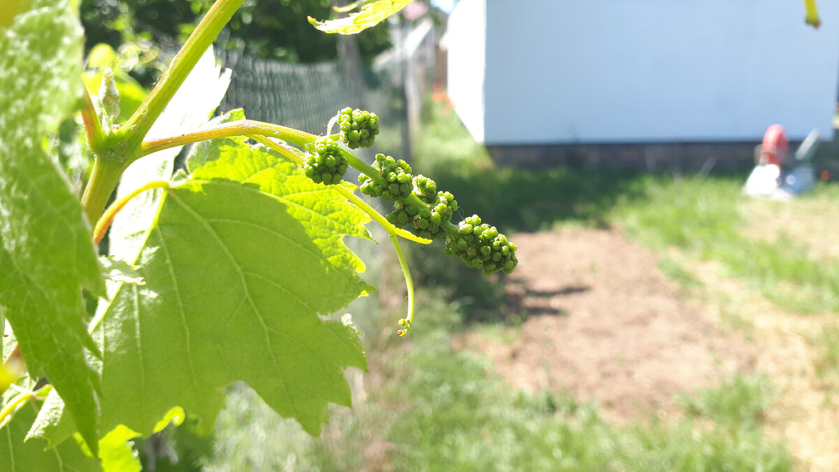 Уже видно будущую гроздь.