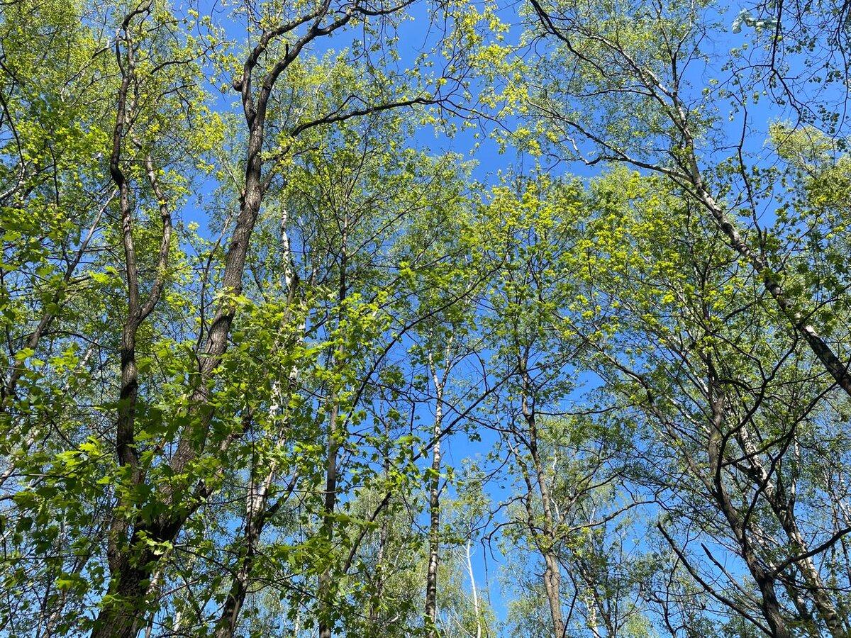 Авторское фото.