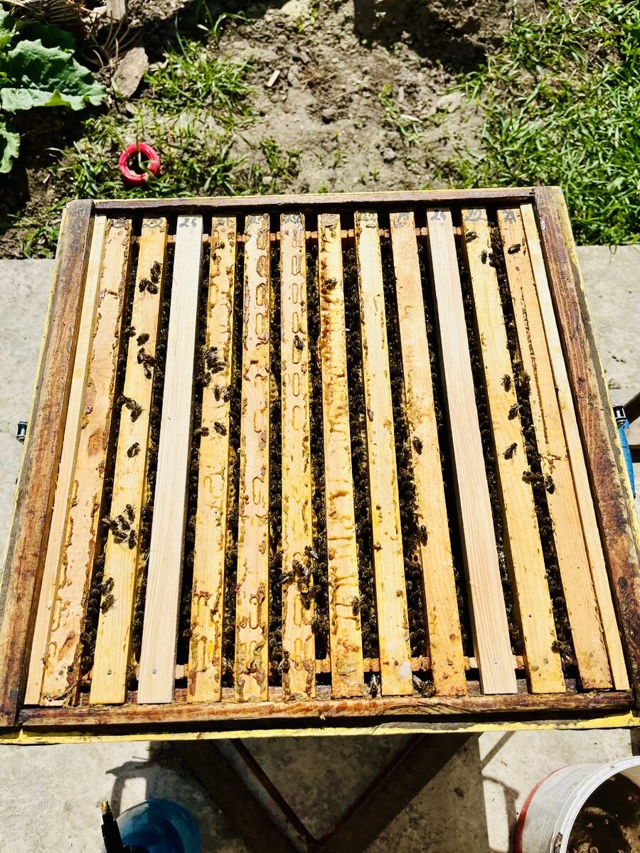 Недавно расширенная семья