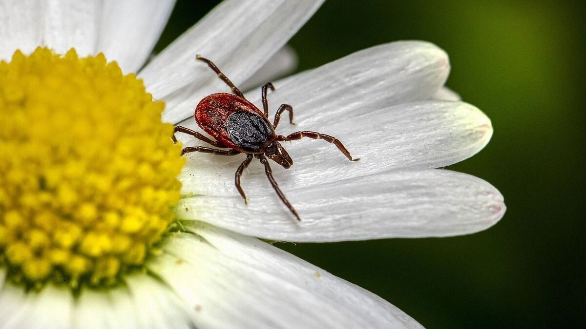    С начала года на Кубани клещи покусали более 500 детей. Фото: pixabay.com