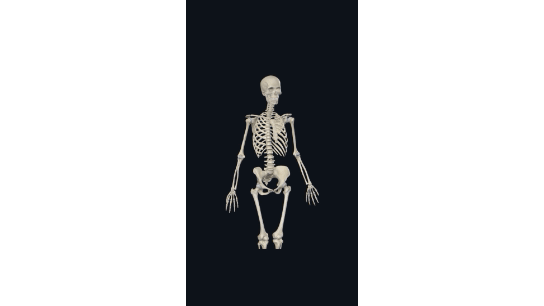 Поясничный отдел поддерживается только мышцами