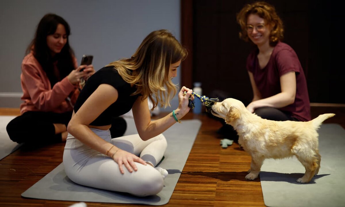 🥺Йога с щенками в Италии запрещена 🧘🏼    ☹️ Министерство здравоохранения Италии запретило популярную оздоровительную практику «йоги с щенками» на фоне опасений, что щенки, используемые в этой...
