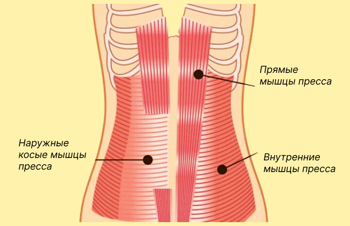 Мышцы, за счет которых формируется стройная талия - картинка.