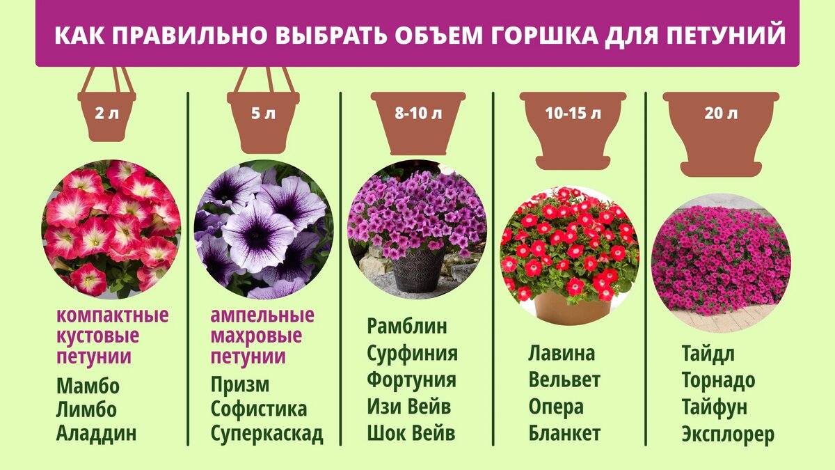 Тема объёма кашпо для разных видов петуний всегда актуальна, ведь эти цветы в хороших условиях быстро наращивают корневую систему, от которой зависят:  И если не дать растению оптимальное для...-2