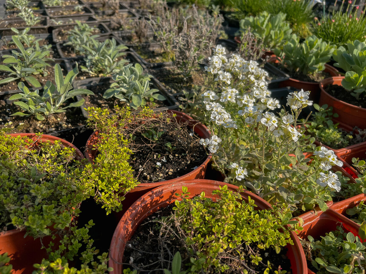 Арабис, Тимьян, Вероника Седая