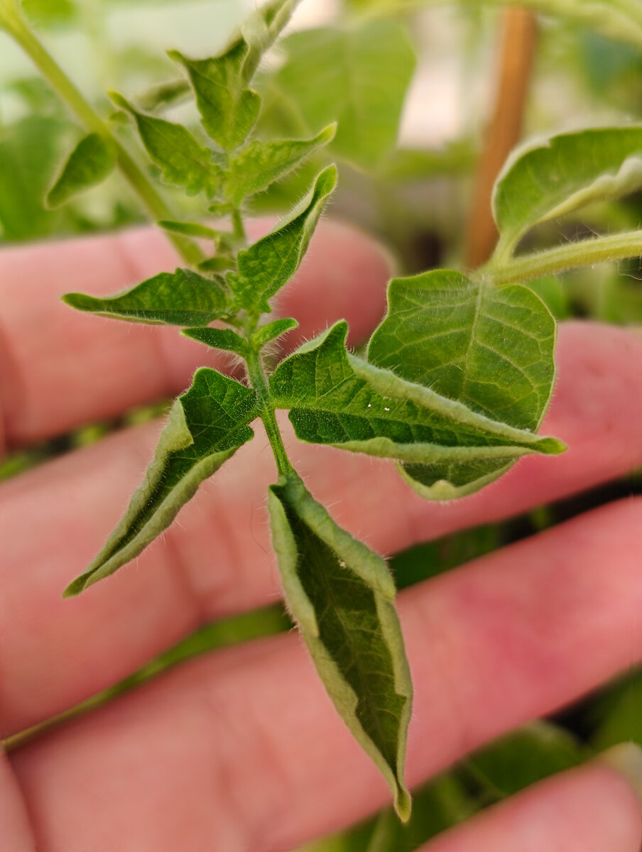 Свернулись и смотреть  на этот холод не хотят 