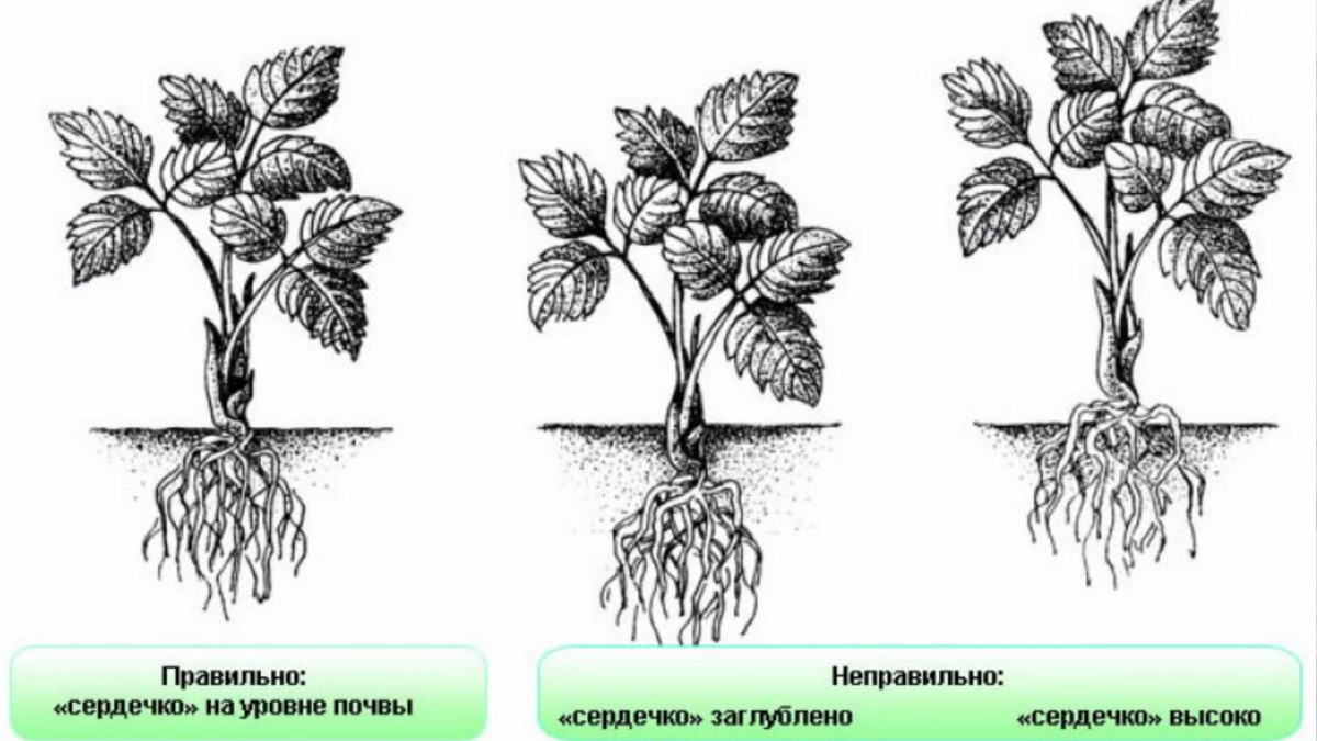 Посадка клубники. Фото из открытого источника  sezon-dacha.ru
