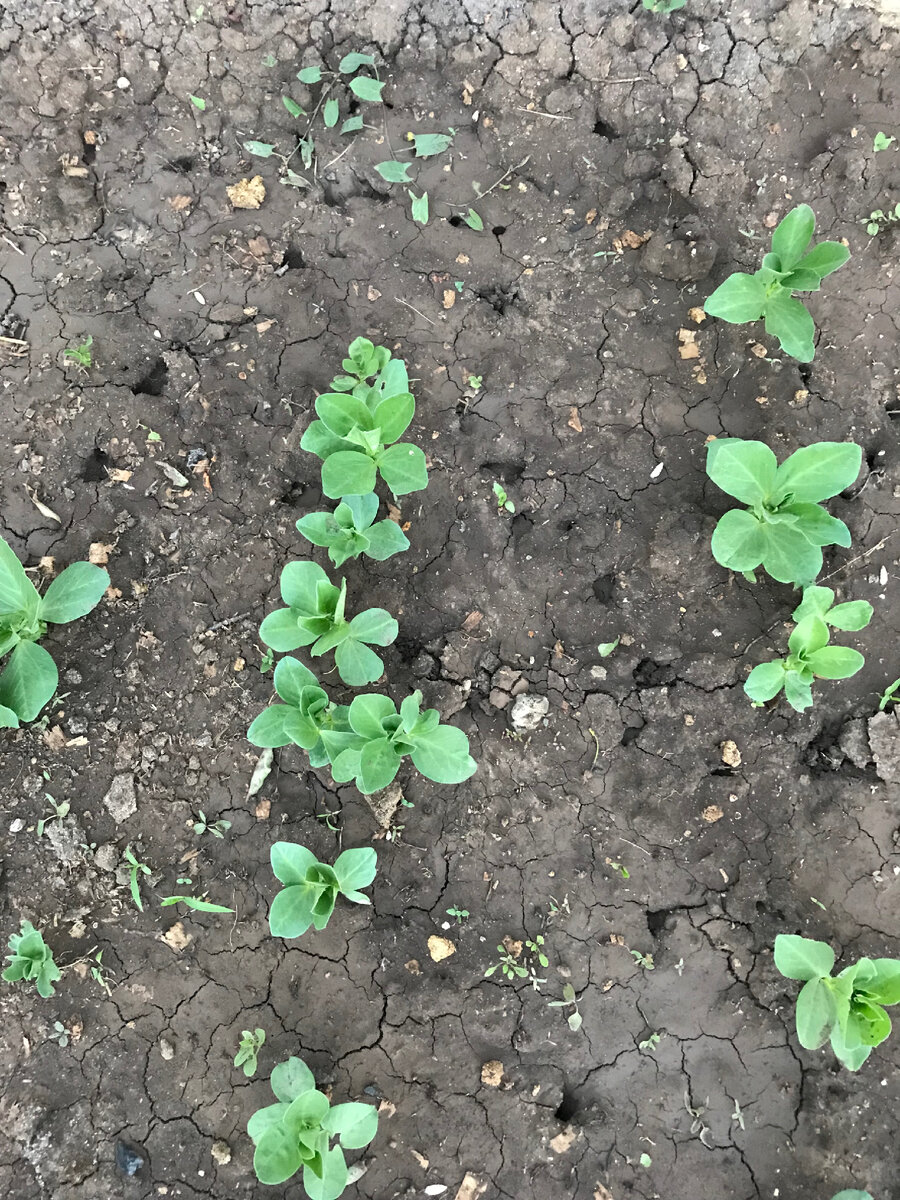 Вон сколько ходов понаделала, зараза!