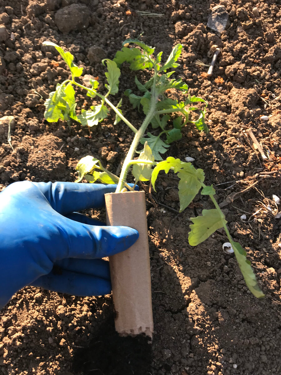 Вот так обернуть и высадить