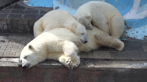 Герда с медвежатами выспались и пошли водички попить. 06.05.2024