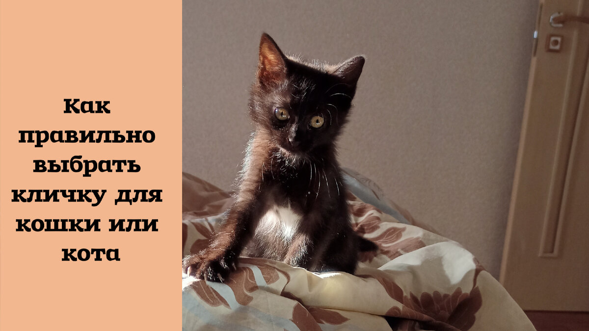 как правильно выбрать кличку для кошки или кота