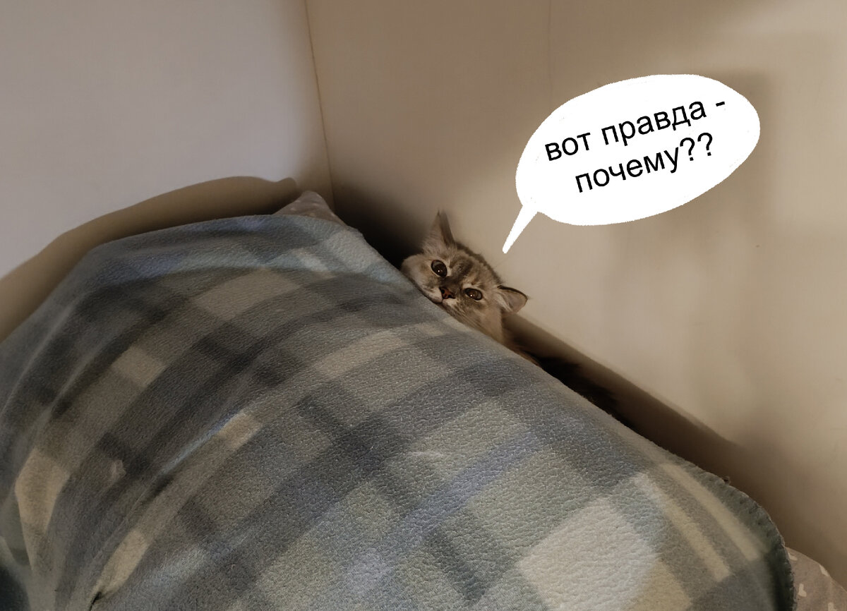 (С кошкой все хорошо, она просто спала - и постепенно съехала в щель между подушкой и стенкой детской кровати)