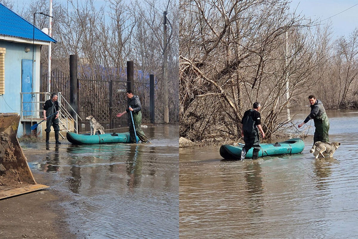 Коты в воде: приехавший из Донецка приют «Кошкин Дом» спасал животных в  затопленной Оренбургской области | Readovka.news | Дзен