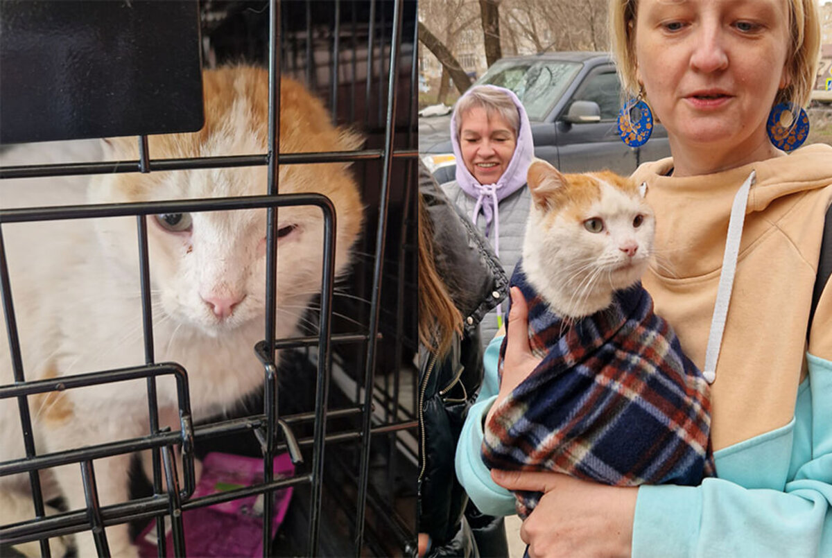 Коты в воде: приехавший из Донецка приют «Кошкин Дом» спасал животных в  затопленной Оренбургской области | Readovka.news | Дзен