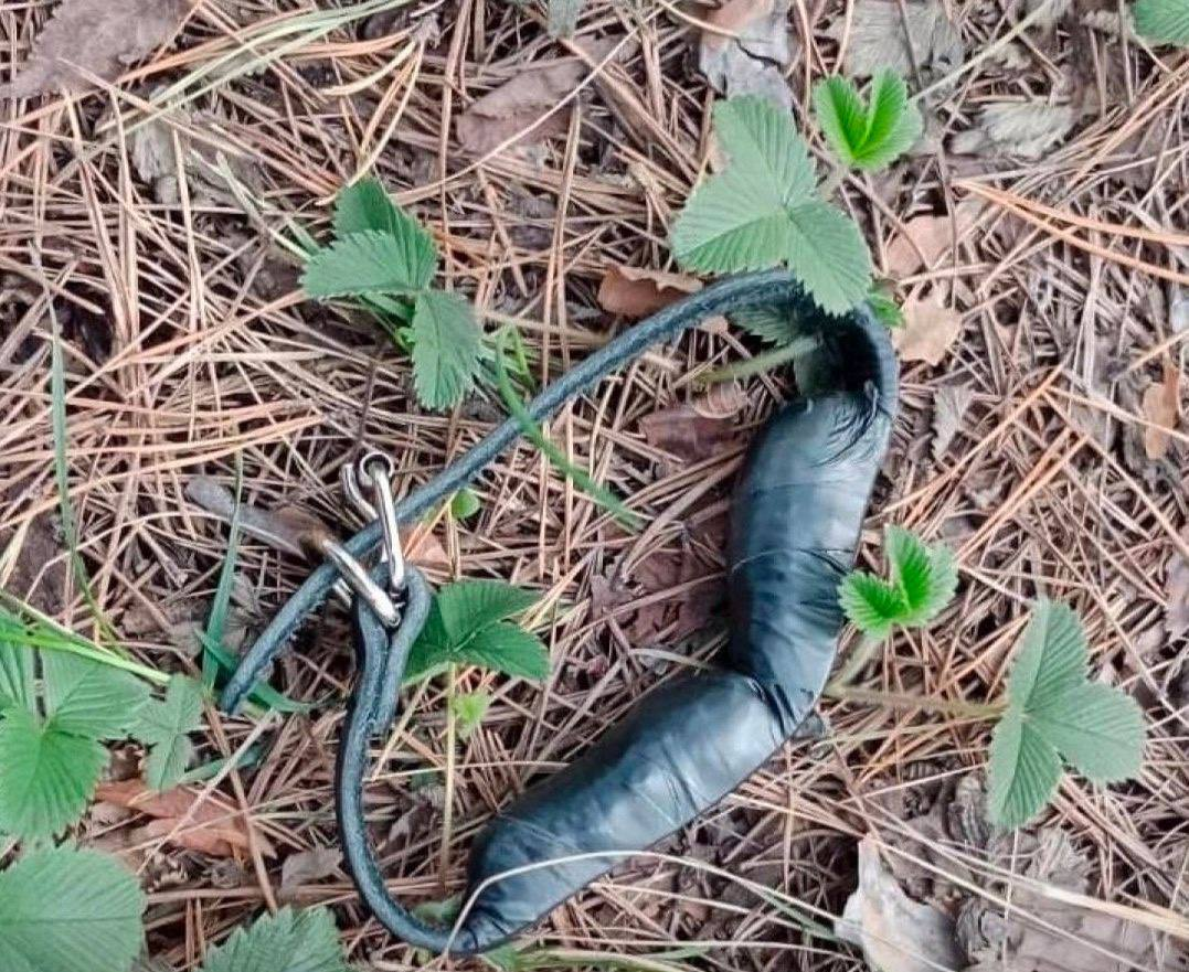 Ошейник в котором переносился груз