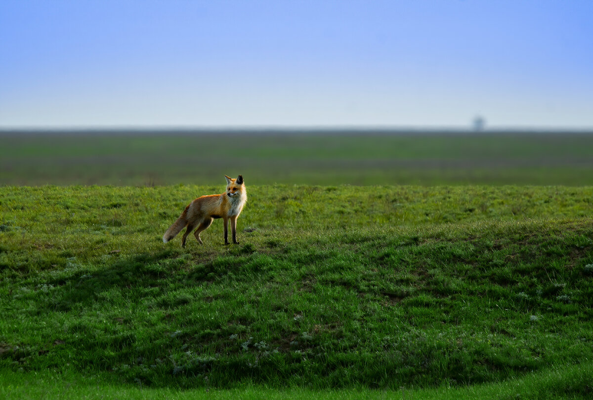 Лисица в лучах степной зари