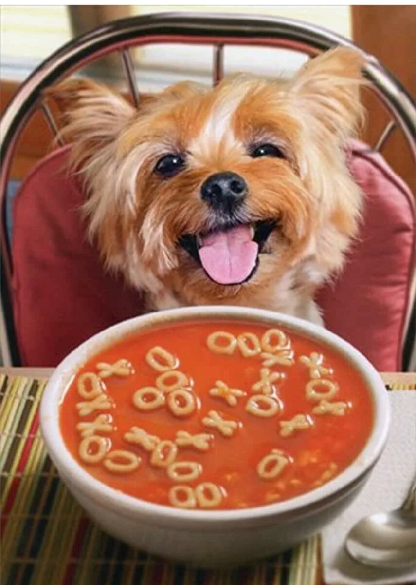 Ши тцу питание. Корм для собак хлопья. Собачья похлебка. Можно ли щенкам суп. Миска для собак.