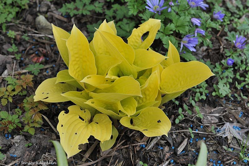 "- Ненавижу улиток!" - сказала мне Луиза Арбутнотт, хозяйка прекрасного английского сада, и хищно улыбнулась. "Они наносят колоссальный ущерб моим цветникам!