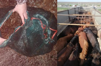    В Оренбуржье на границе с Казахстаном задержали 40 лошадей и уничтожили 4 тыс раков Марина Шарт