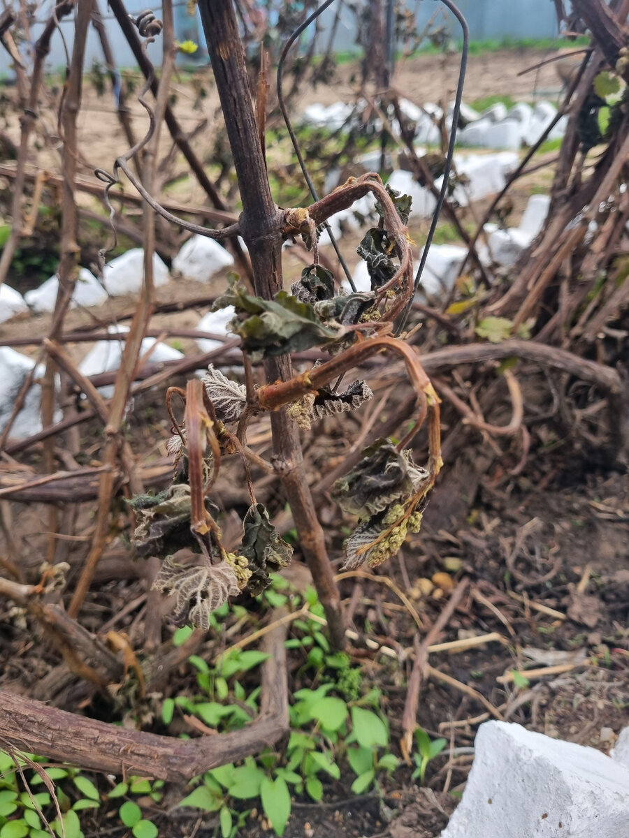 Виноград, после заморозка.