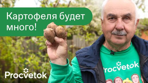 Просто добавьте в лунку при посадке картошки – и она даст огромный и вкусный урожай!