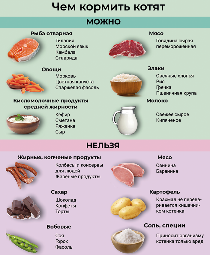Хорошо, что мои кошки читать не умеют, и не знают, что свинину и баранину им нельзя, а камбалу, ставриду и ряженку - нужно.