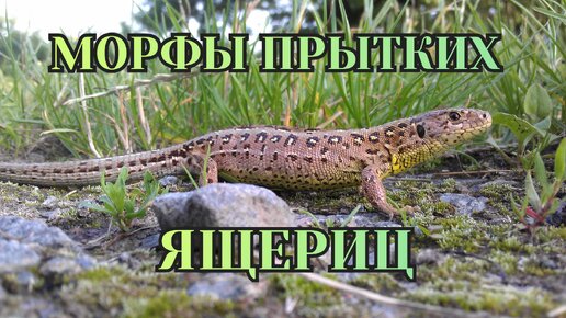 МОРФЫ ПРЫТКИХ ЯЩЕРИЦ 🦎