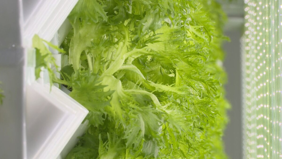    Урожай без грядок. Зелень из Иванова продают в крупных торговых сетях