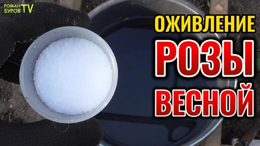 ВОТ КАК МОЖНО ОЖИВИТЬ РОЗЫ С ПОЧЕРНЕВШИМИ ПОСЛЕ ЗИМЫ ПОБЕГАМИ