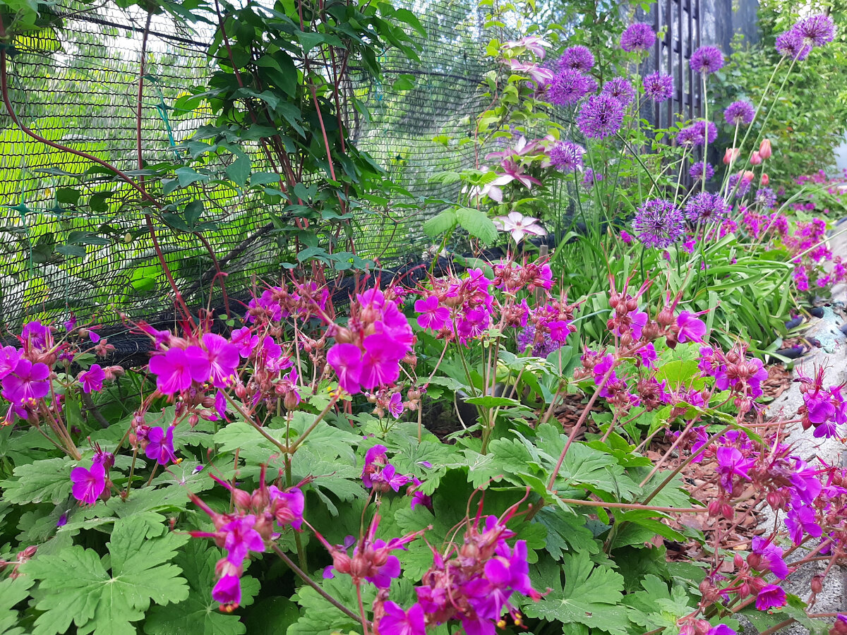 Моя палочка-выручалочка герань корневищная | Дача у Машука | Дзен