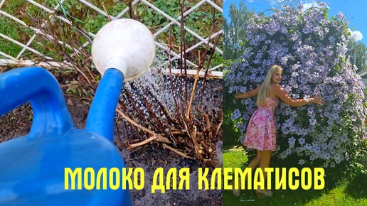 ГОТОВЛЮ МОЛОКО ДЛЯ КЛЕМАТИСОВ! Чем КОРМЛЮ и как ОБРЕЗАЮ клематисы весной