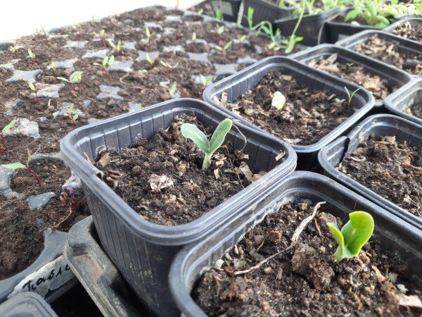 Всходы тыквы и свеклы в теплице после первых заморозков