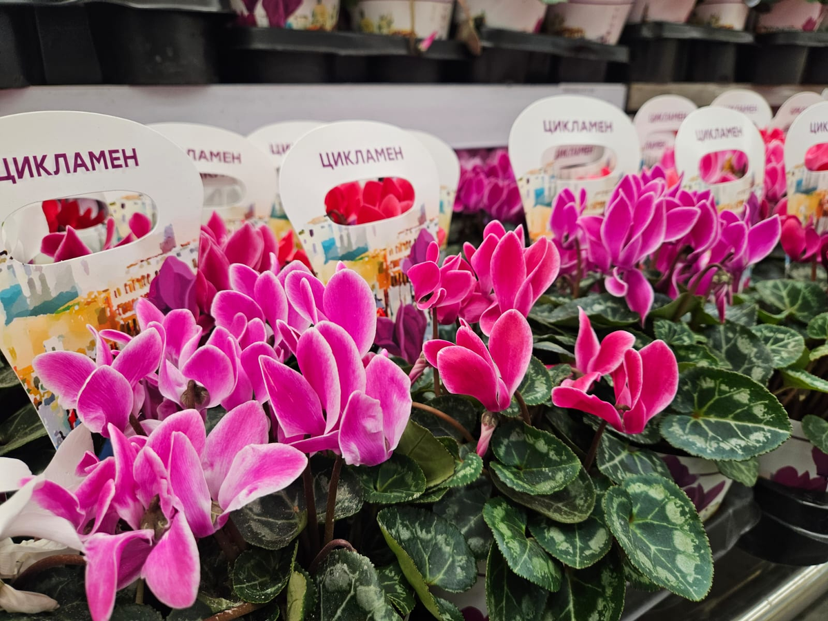 У меня есть такой - вообще беспроблемный товарищ