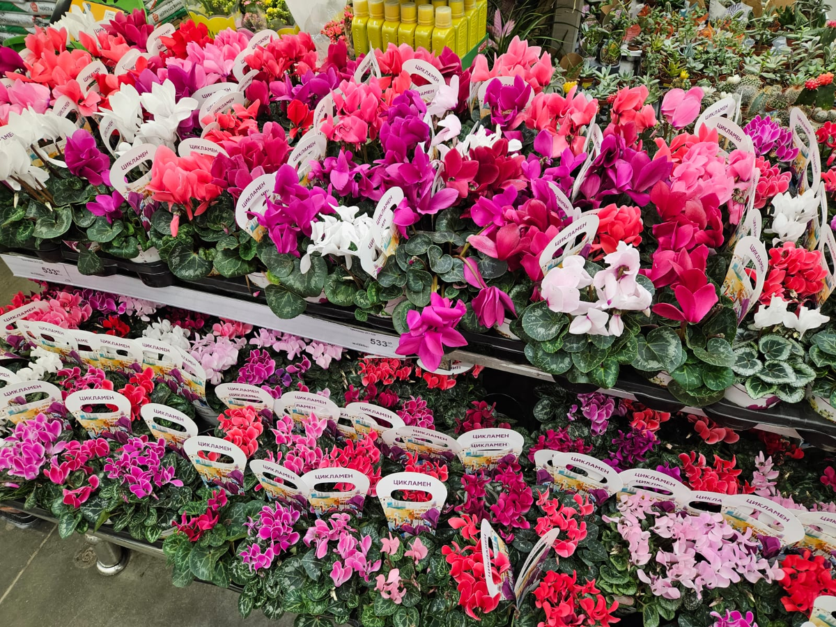 Выбор цикламенов сейчас тоже большой