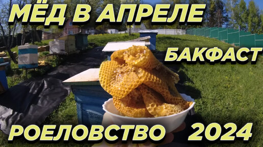 Пчеловодим в 2024! Первый апрельский мёд. Бакфаст.