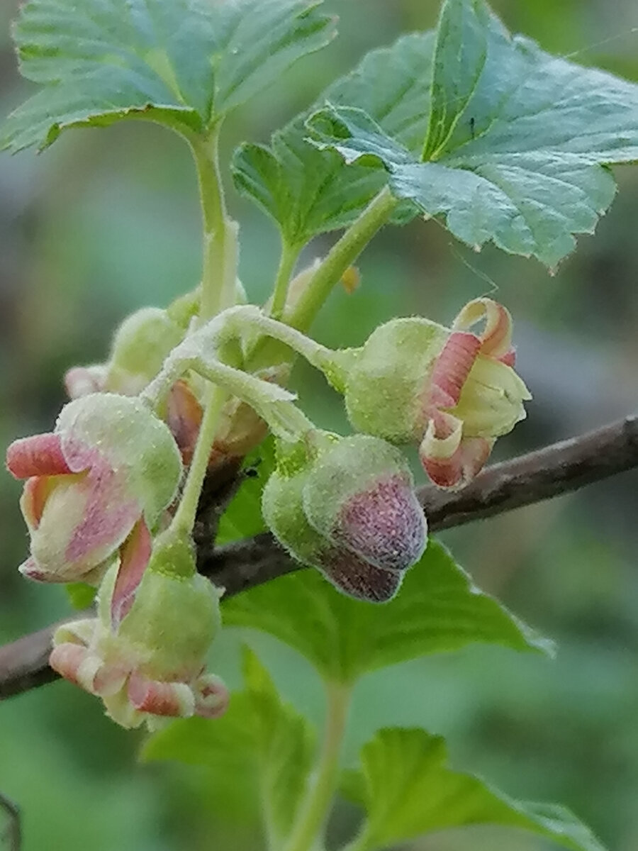 А это-чёрная смородина