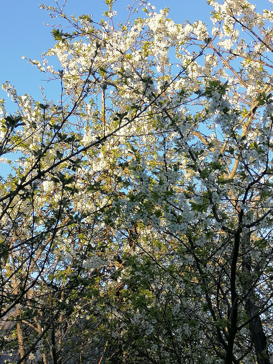 Вот цветут сливы. 