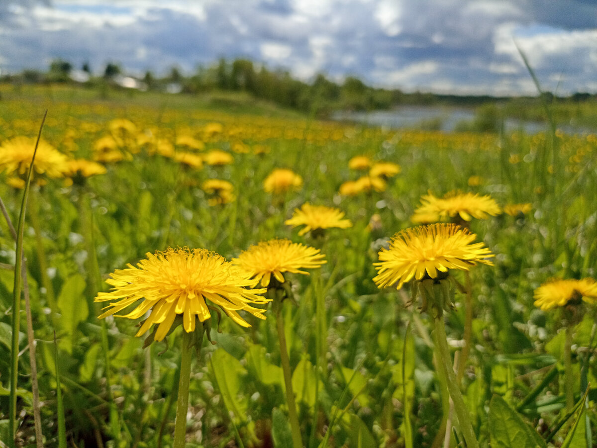 Одуванчики, небо и река