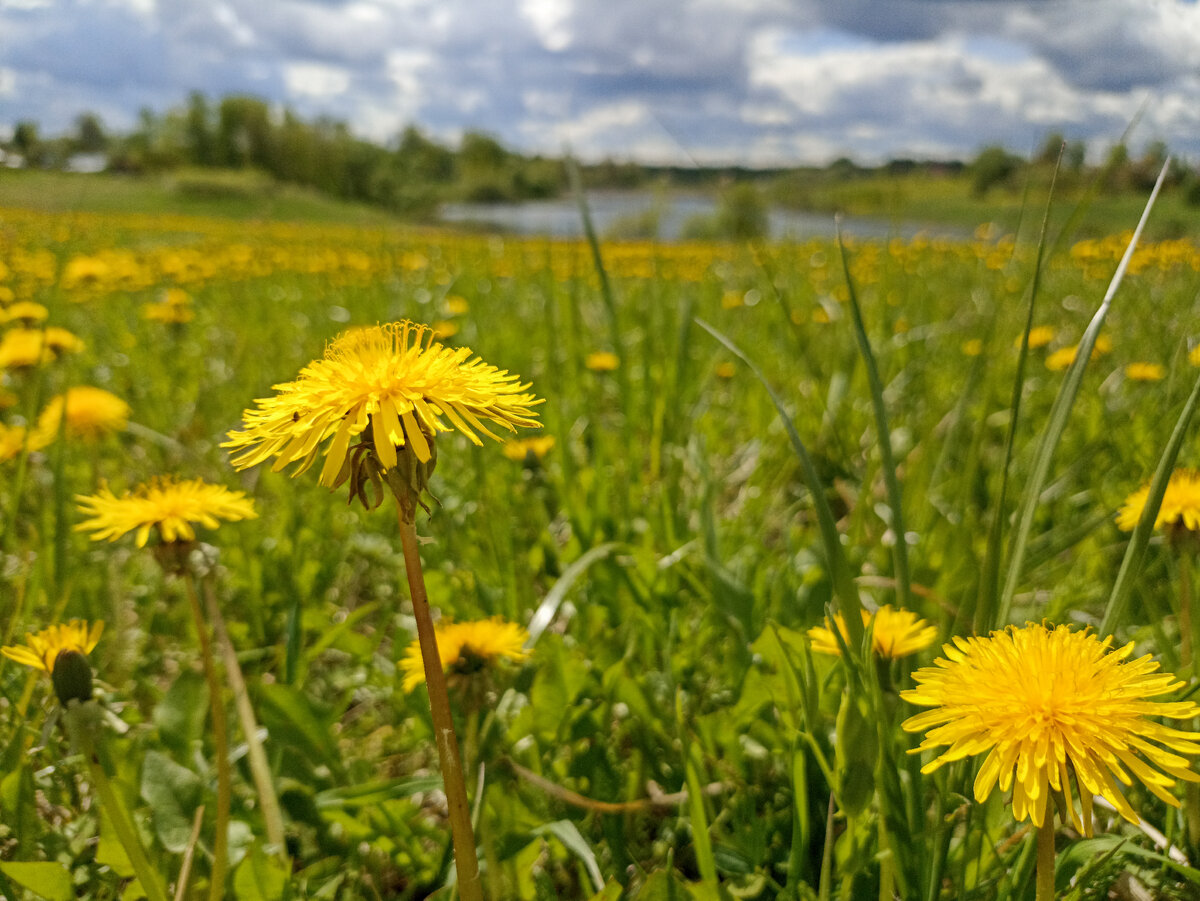 Одуванчики, небо и река