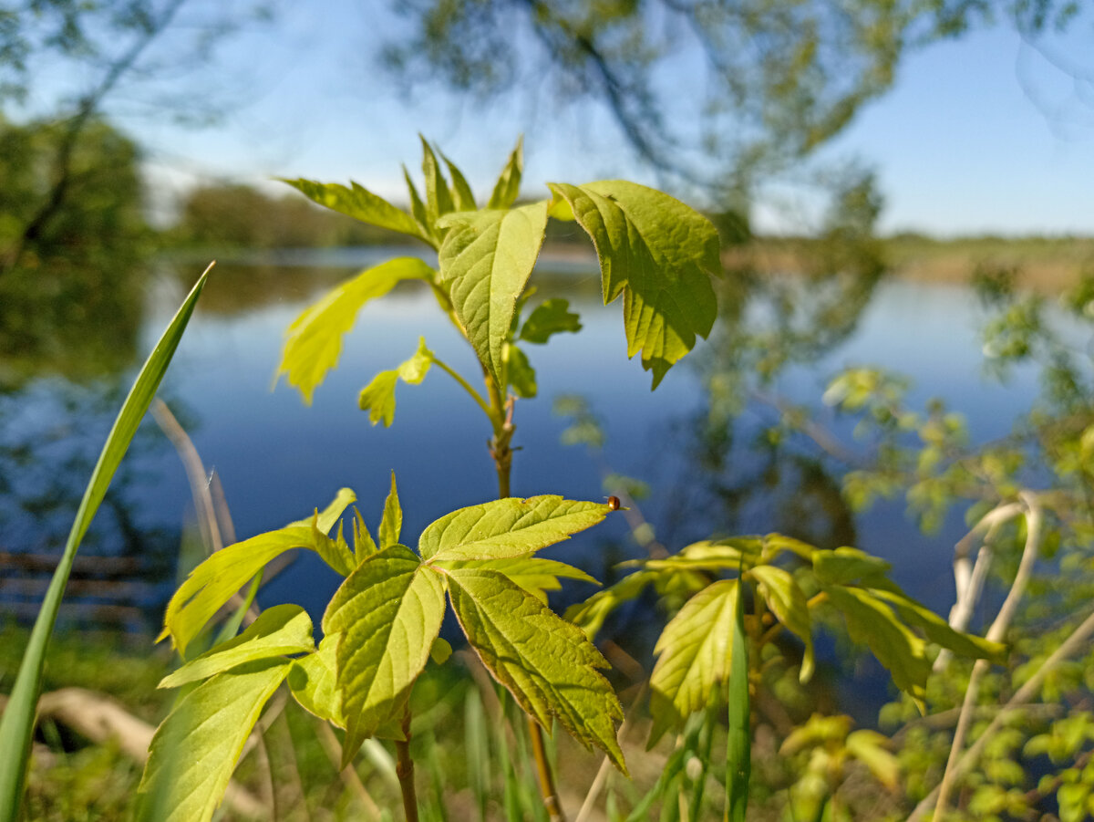 Зеленые краски весны