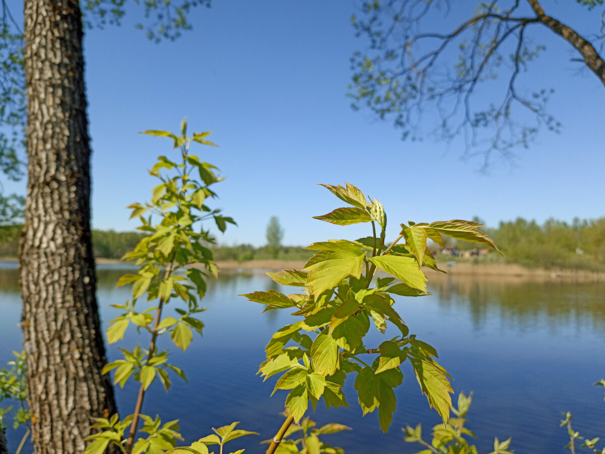 Зеленые краски весны