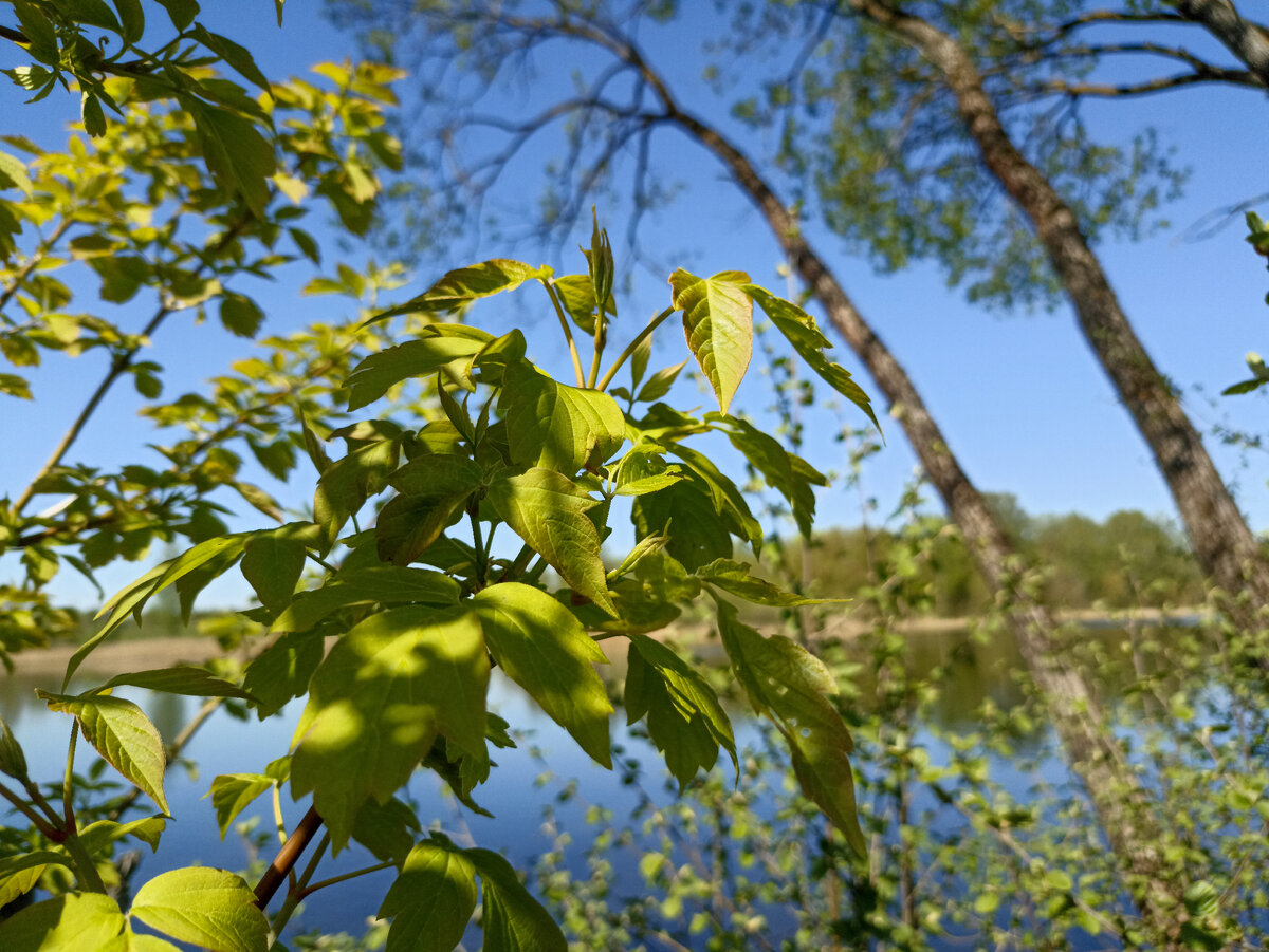 Зеленые краски весны