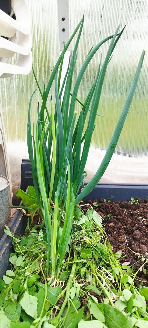 Многолетний лук, посаженный на краю грядки, мульчирую сорняками.