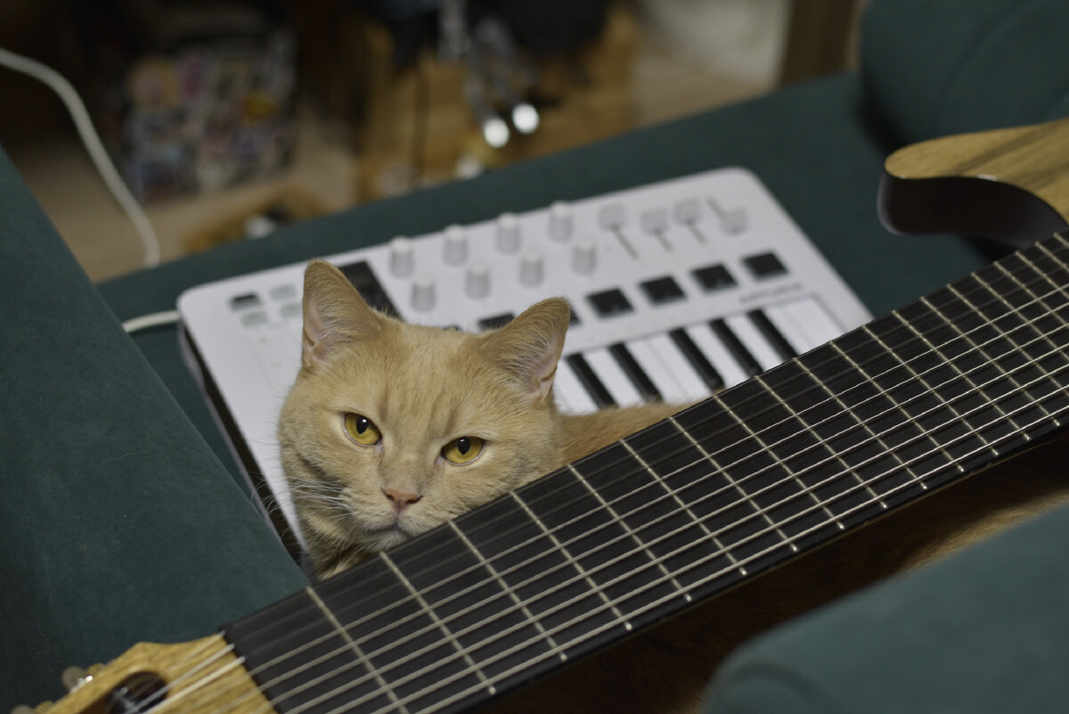 Мой котик и аппарат. Если вы артист - дочитывайте пост до конца. Пока идет лишь изложение проблемы. Возможно, в конце статьи вы найдете успокаивающий душу ответ. 