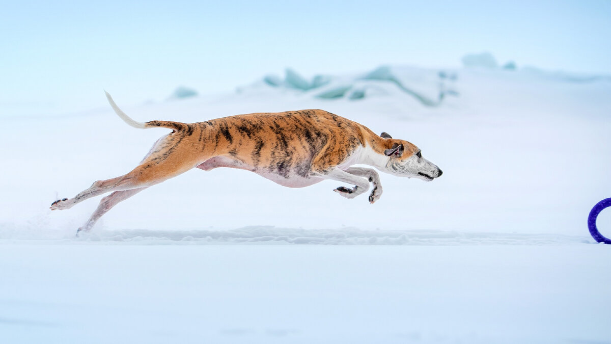 Бежит значит гончая