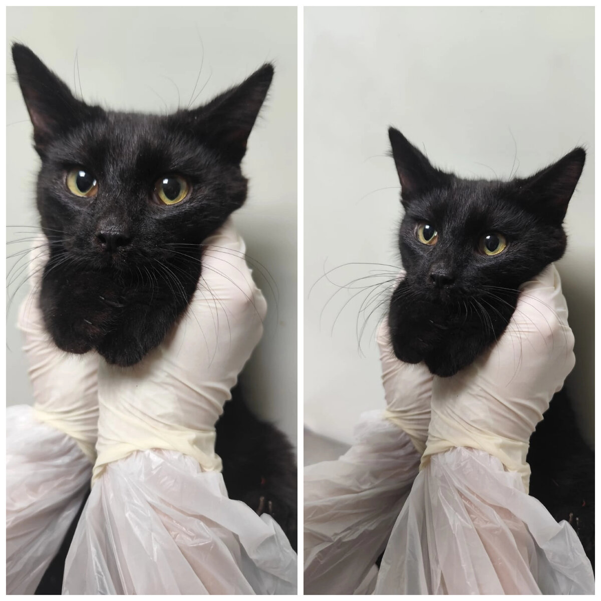 Милейшего Конго нашли на улице. Котенок очень славный.