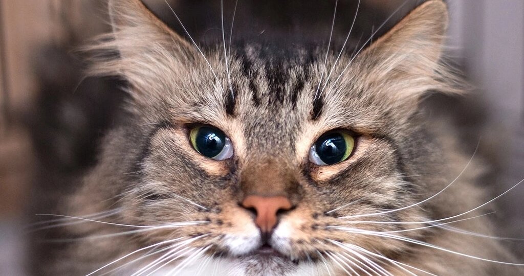 В нашей булочной пополнение