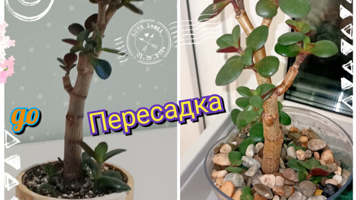 🌲Пересадка толстянки или денежного дерева. 🌵Растем в моем доме 1.5 года.🪴